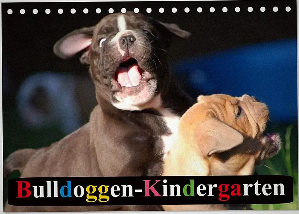 Bulldoggen-Kindergarten (Tischkalender 2026 DIN A5 quer), CALVENDO...