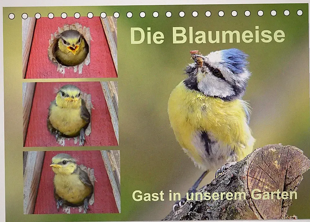 Die Blaumeise, Gast in unserem Garten (Tischkalender 2026 DIN A5 quer),...