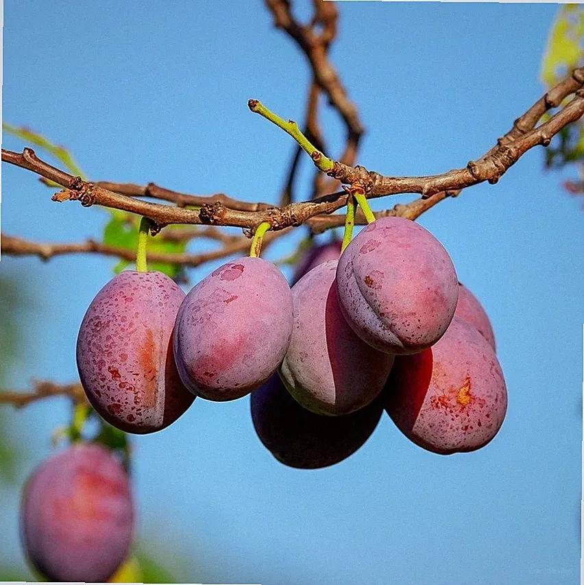 Königin Viktoria aromatische Pflaume Pflaumenbaum Buschbaum Halbstamm Hochstamm