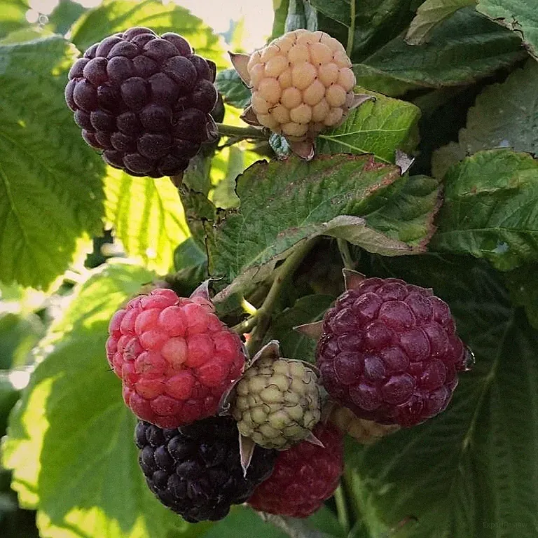 Schottische Himbeere Glen Coe dunkelviolett dornenlos Himbeerepflanze 40-60 cm