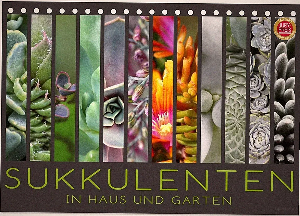Sukkulenten in Haus und Garten (Tischkalender 2027 DIN A5 quer), CALVENDO Monats