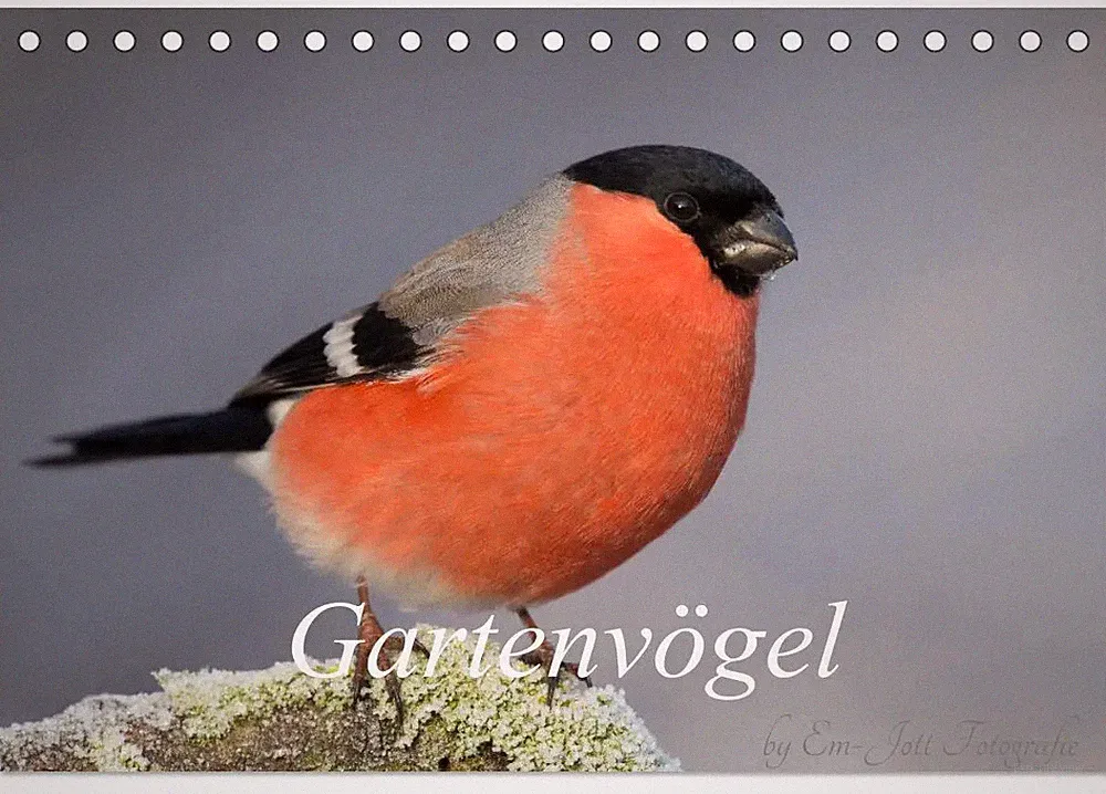 Vögel aus dem Garten (Tischkalender 2026 DIN A5 quer), CALVENDO Monatskalender