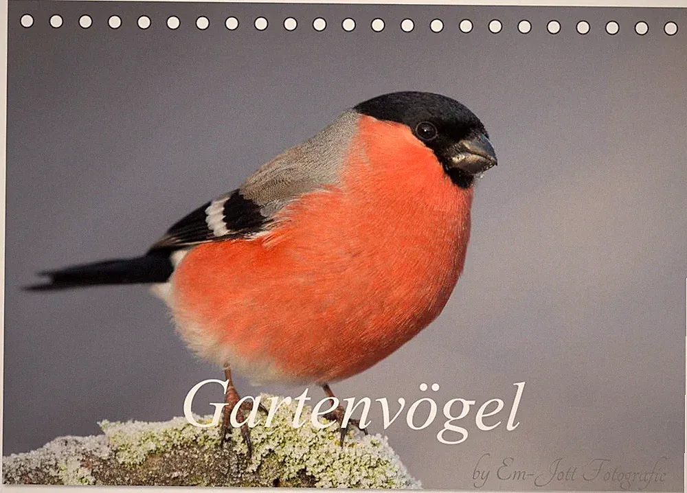 Vögel aus dem Garten (Tischkalender 2027 DIN A5 quer), CALVENDO Monatskalender